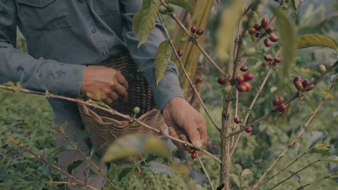 Café Purabá — video ambiente café